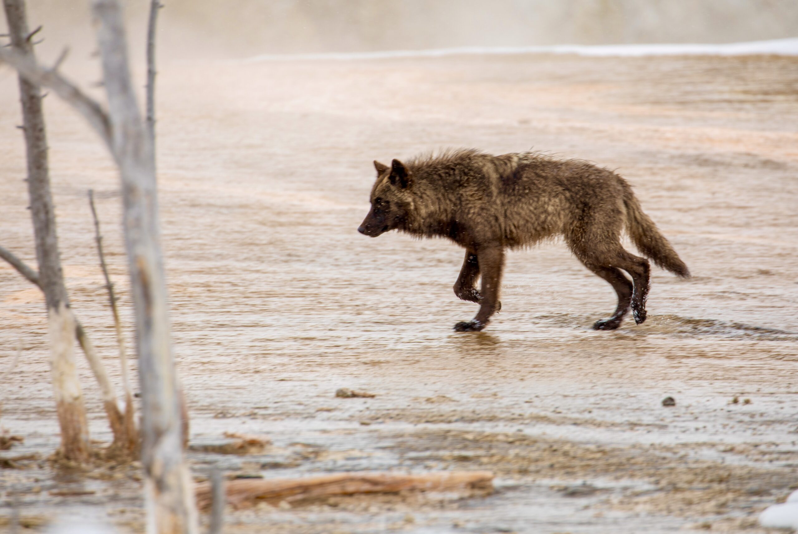 Yellowstone Wolf Reintroduction