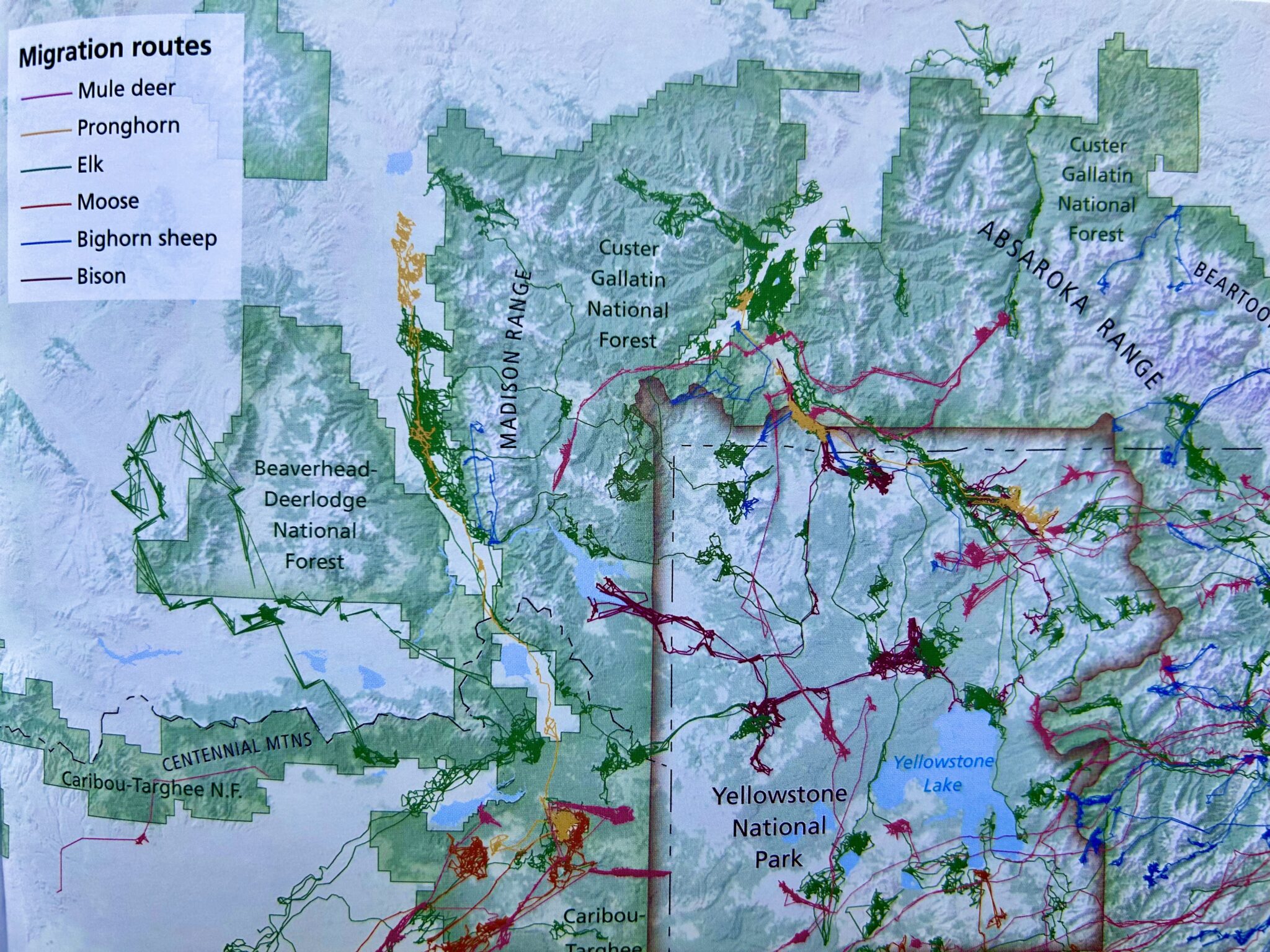 Preventing The De Wilding Of Greater Yellowstone An Ecosystem Under IMG 4061 2048x1536 