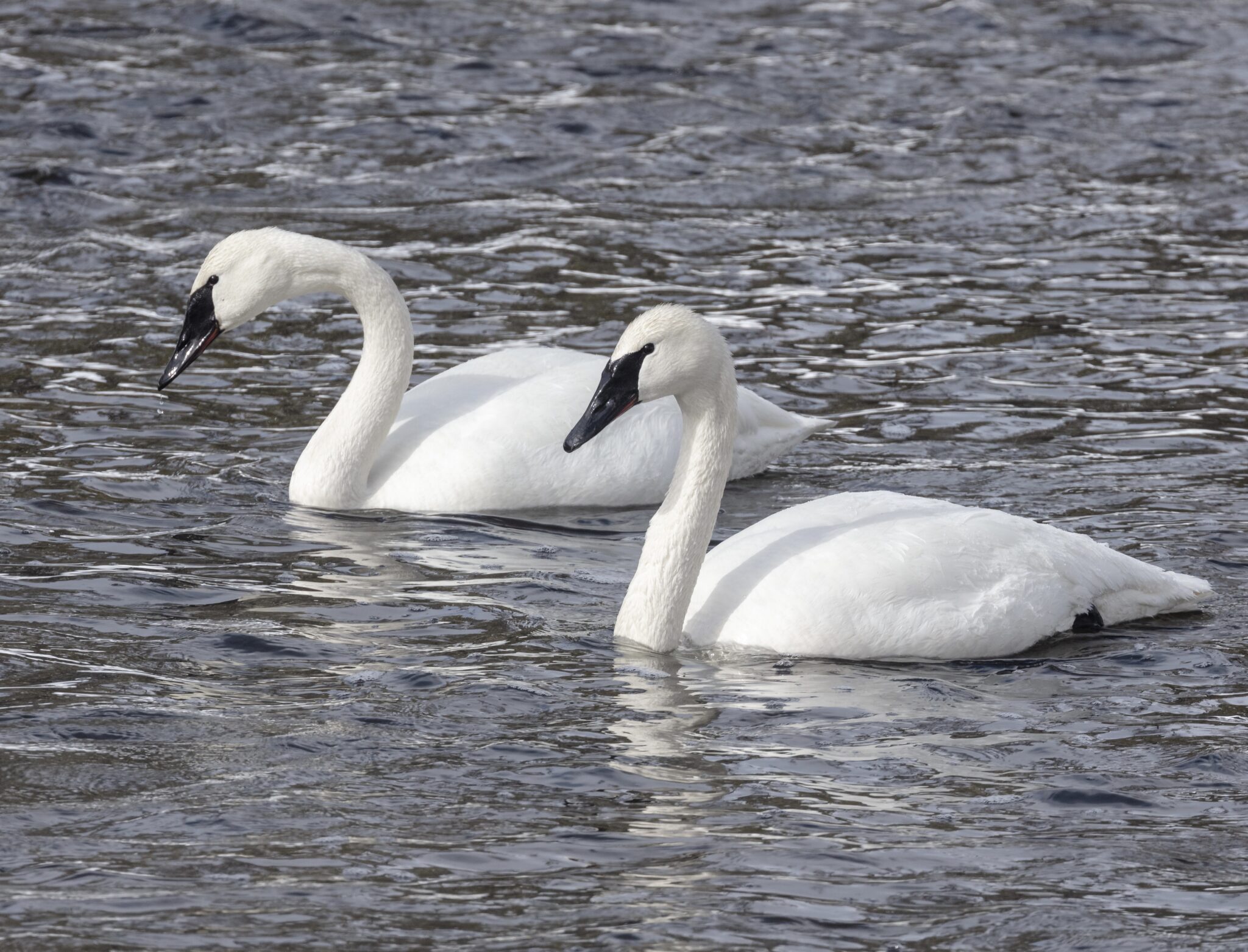 Swan Songs And Trumpets Of Biological Recovery - Yellowstonian