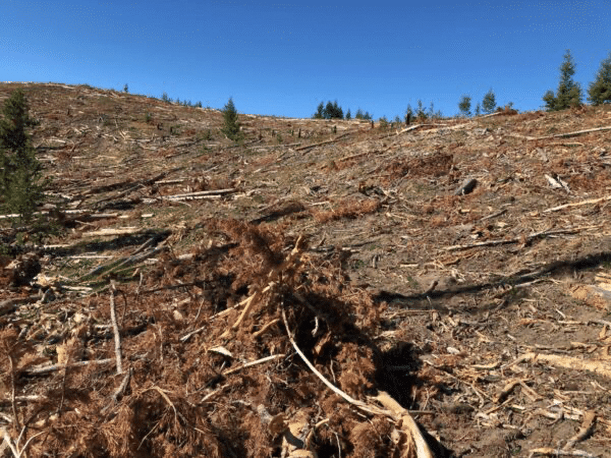 Montana clearcut
